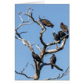 Vulture Family Tree (Voorkant)