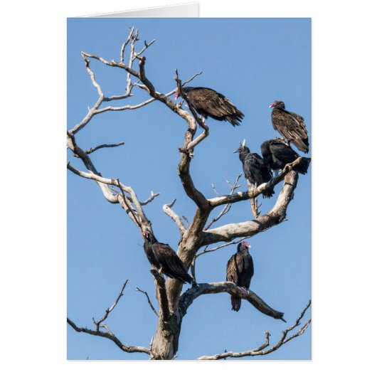 Vulture Family Tree (Voorkant)