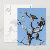 Vulture Family Tree Briefkaart (Voorkant / Achterkant)