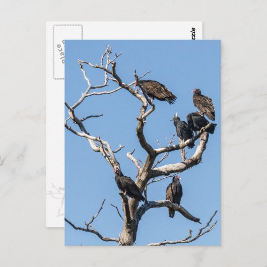 Vulture Family Tree Briefkaart (Voorkant / Achterkant)