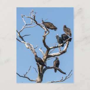 Vulture Family Tree Briefkaart