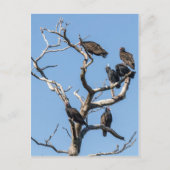 Vulture Family Tree Briefkaart (Voorkant)