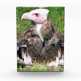 VULTURE FOTOBLOKKEN