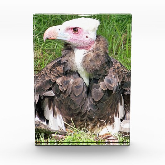 VULTURE FOTOBLOKKEN (Voorkant)