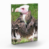 VULTURE FOTOBLOKKEN (Links)