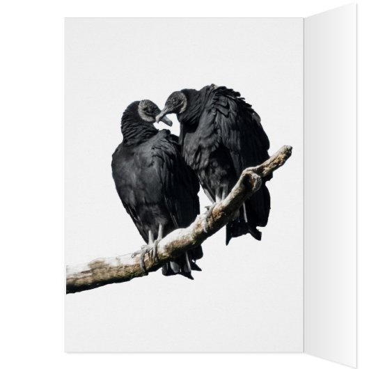 Vulture Honeymoon (Binnen (Links))