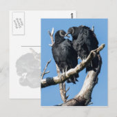 Vulture Honeymoon Briefkaart (Voorkant / Achterkant)