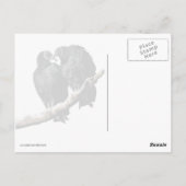 Vulture Honeymoon Briefkaart (Achterkant)