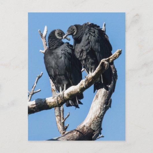 Vulture Honeymoon Briefkaart (Voorkant)