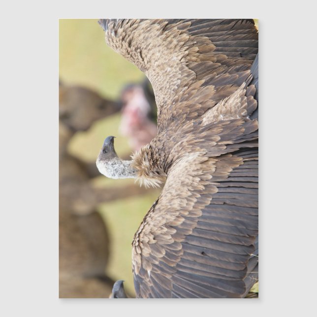 Vulture & Hyena (Voorkant)