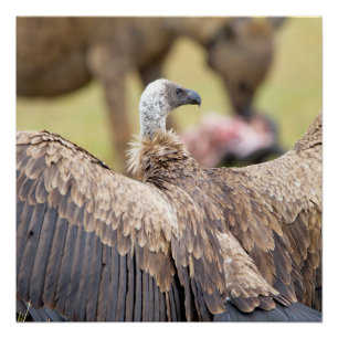 Vulture & Hyena Perfect Poster