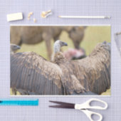 Vulture & Hyena Tissuepapier (Craft)