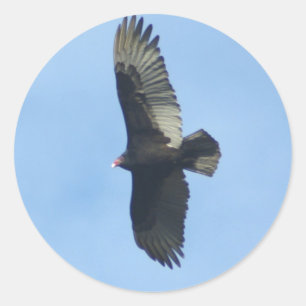Vulture Ornithology Ronde Sticker