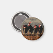 Vulture Quartet Magneet (Voorkant / Achterkant)