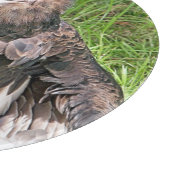 VULTURE SNIJPLANK (Hoek)