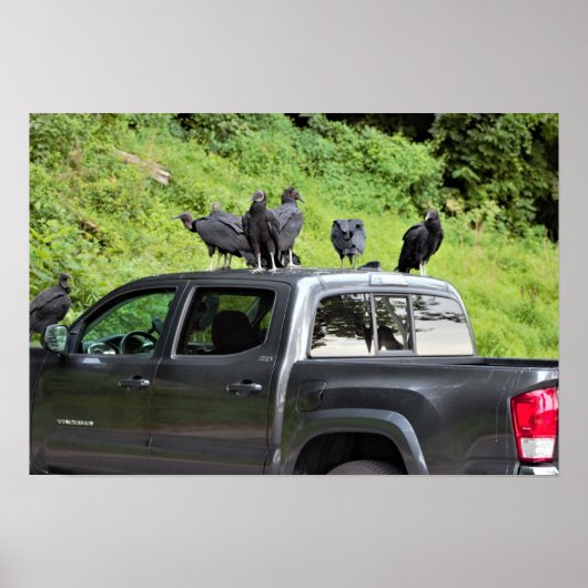 Vulturen op een Poster met vrachtwagen (Voorkant)