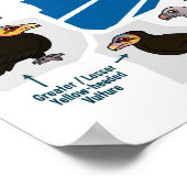 Vulturen van de wereld poster (Hoek)