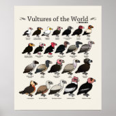 Vulturen van de wereld van Birdorable Poster (Voorkant)