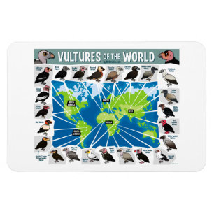 Vulturen van de Wereldkaart Magneet