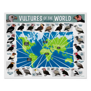 Vulturen van de Wereldkaart Perfect Poster