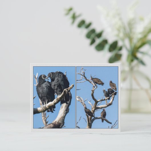 Vultures Briefkaart (Staand voorkant)