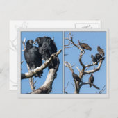 Vultures Briefkaart (Voorkant / Achterkant)