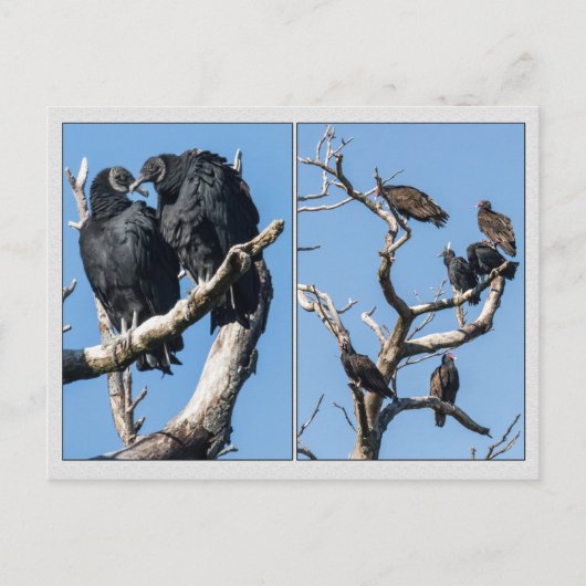 Vultures Briefkaart (Voorkant)