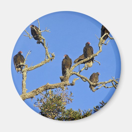 Vultures magneet (Voorkant)