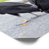 Vultures-Poster Poster (Hoek)