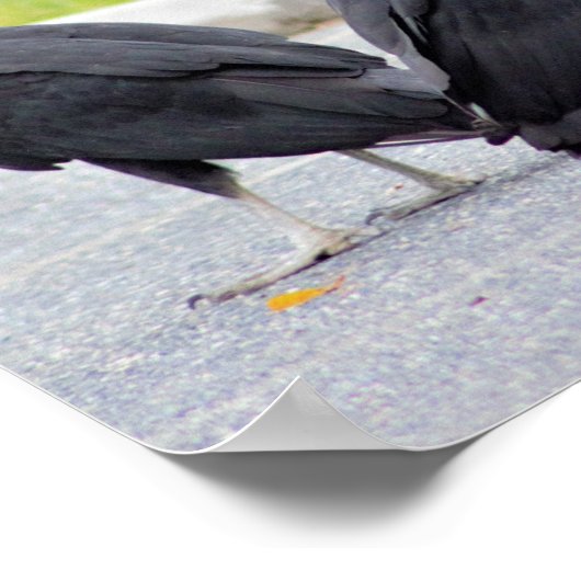 Vultures-Poster Poster (Hoek)