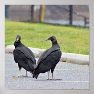 Vultures-Poster Poster