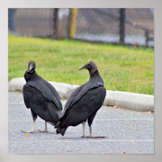 Vultures-Poster Poster (Voorkant)