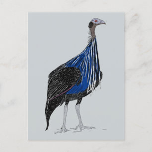 Vulturine Guineafowl Briefkaart