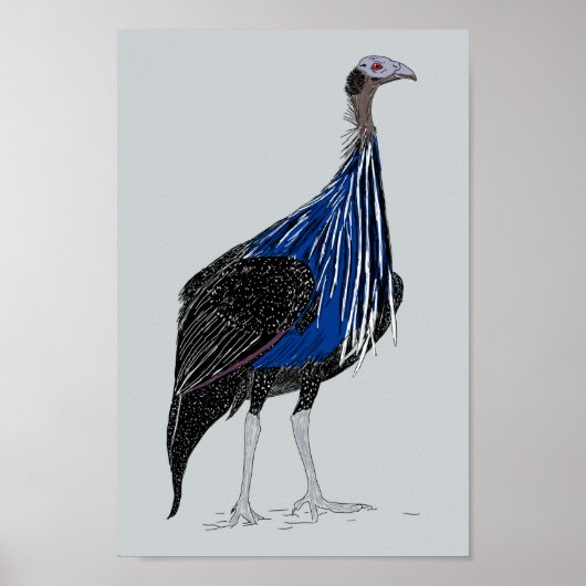 Vulturine Guineafowl Poster (Voorkant)