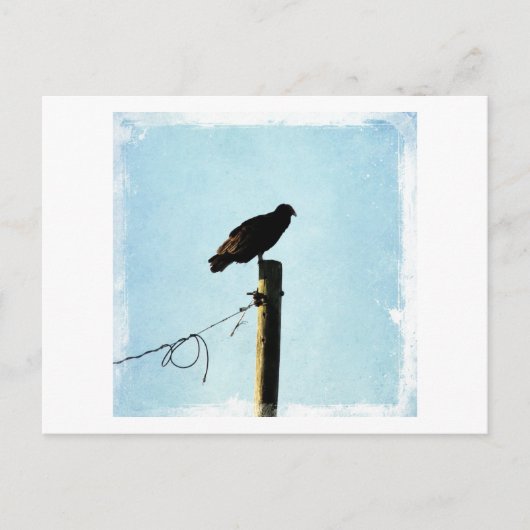 Vultuur Briefkaart (Voorkant)