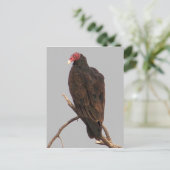 Vultuur Briefkaart (Staand voorkant)