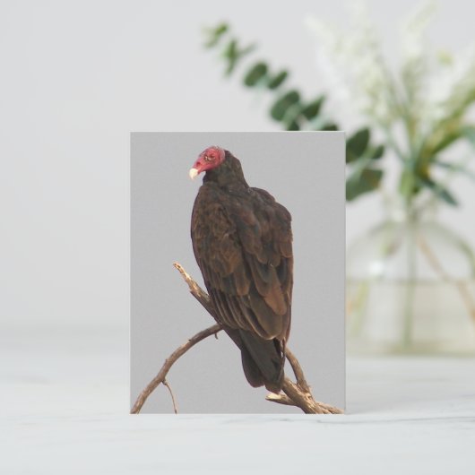 Vultuur Briefkaart (Staand voorkant)