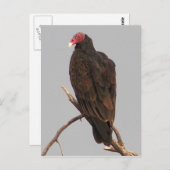 Vultuur Briefkaart (Voorkant / Achterkant)