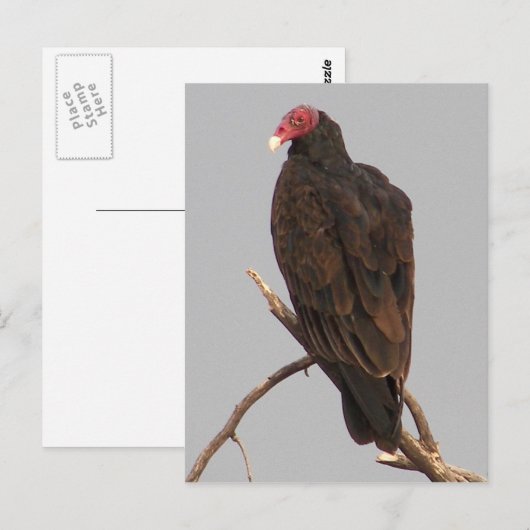 Vultuur Briefkaart (Voorkant / Achterkant)