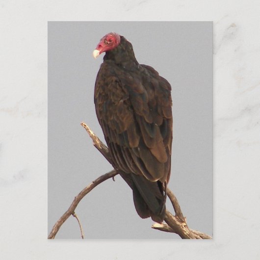 Vultuur Briefkaart (Voorkant)