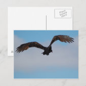 Vultuur Briefkaart (Voorkant / Achterkant)
