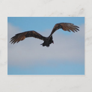 Vultuur Briefkaart