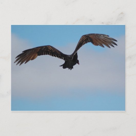 Vultuur Briefkaart (Voorkant)