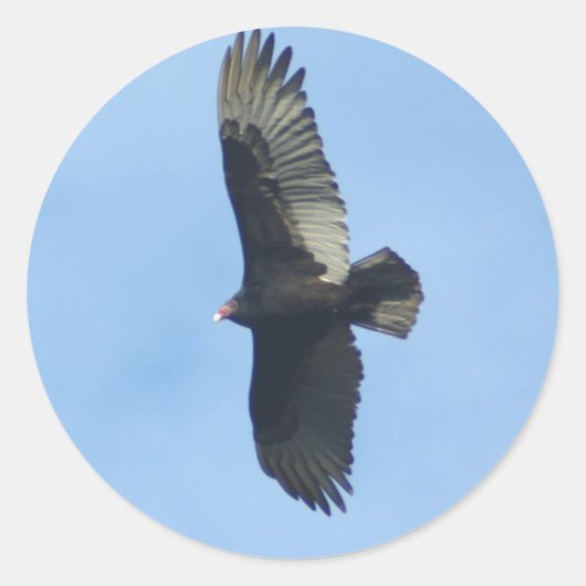 Vultuur ornithologie ronde sticker (Voorkant)
