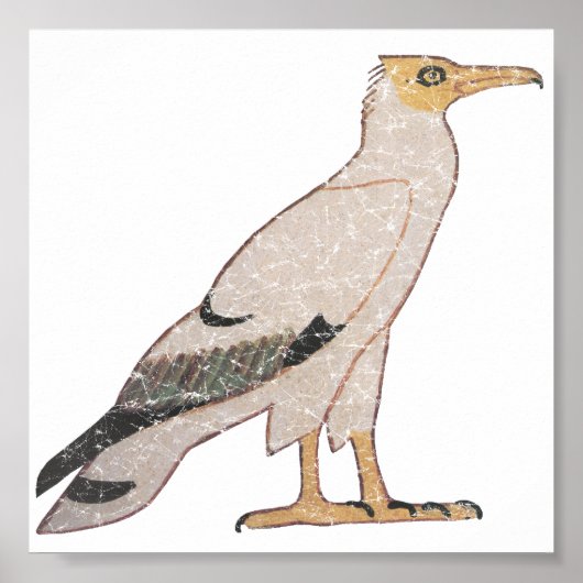 Vultuur Poster (Voorkant)