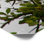 Vultuur Poster (Hoek)