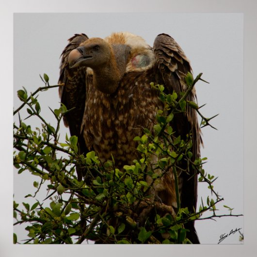 Vultuur Poster (Voorkant)