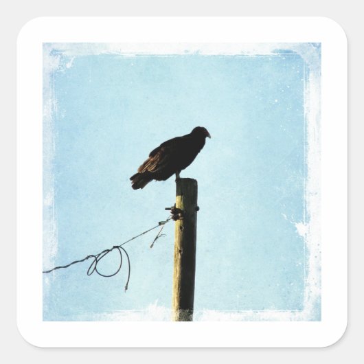 Vultuur Vierkante Sticker (Voorkant)