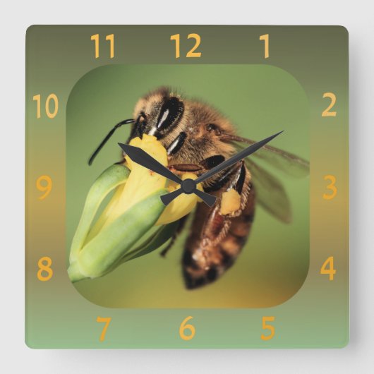 Vun Sluiten van bijenpolen mandje op gele bloem Vierkante Klok (Voorkant)