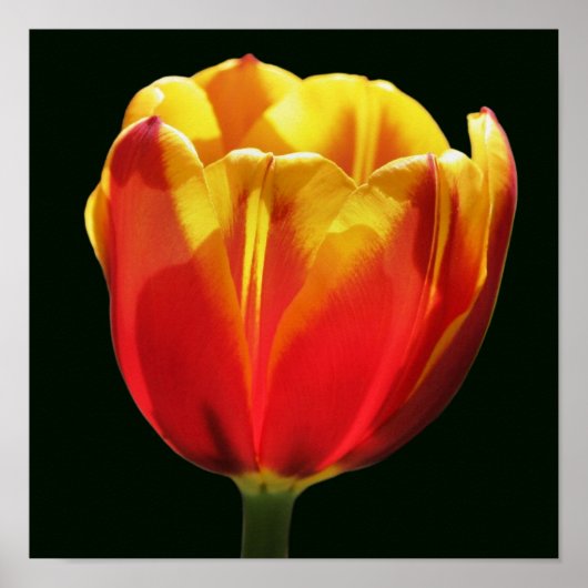 Vurig Oranje Gele Tulp Bloem Close Up Poster (Voorkant)